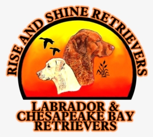 A Wet Dog Is A Happy Dog - Equestrian Order Of The Holy #2834460