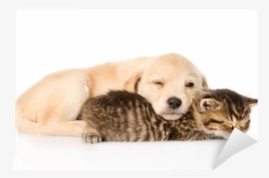 Golden Retriever Puppy Dog And British Cat Sleeping - Golden Retriever Welpen Katze #2834482