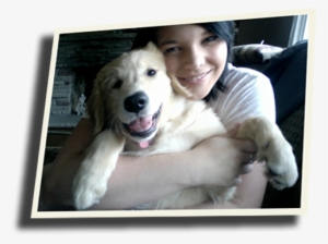 Newfoundland Newfie Retriever Puppy - Great Pyrenees #2834576