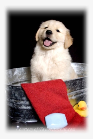 I Believe That Your Dog Is First And Foremost, Your - Golden Retriever #2834578