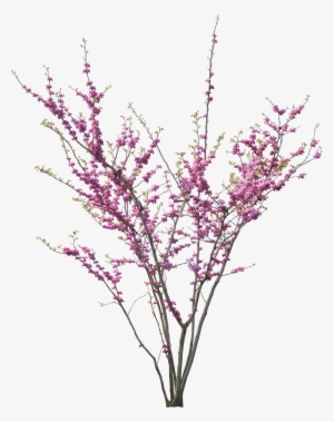 Nhà Thông Minh - Cercis Siliquastrum Png #2834728