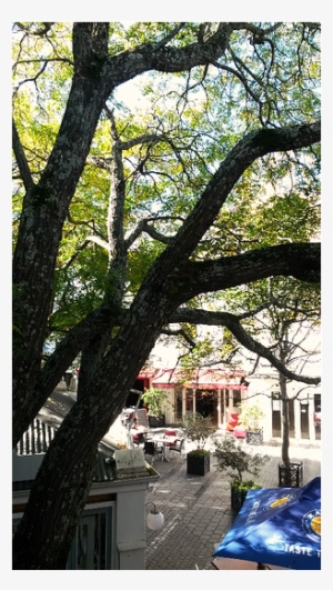 Tree - House #2835189