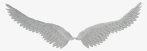 Angel Wings Png Tumblr - Ailes Noires Sans Fond #2836570
