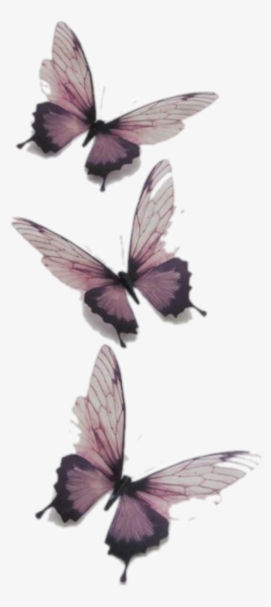 Butterfly Butterflies Vintage Transparent Tumblr Png - Tattoo #2836784