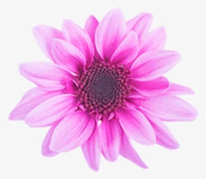 Click To Enlarge Image Pink Novelty Amaze Dark Pink - African Daisy #2836821