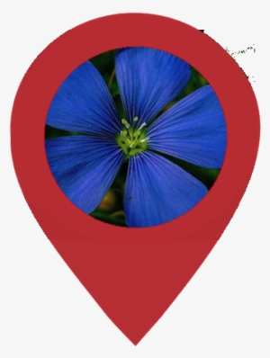 Edit Image Into Circle Shape And Insert Into Another - Flower #2836952