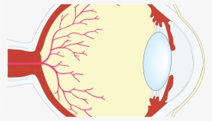 The Human Eye - Human Eye #2836954
