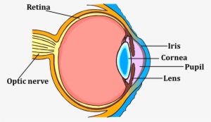 Image Shows Parts Of The Human Eye - Human Eye For Class 5 #2837012