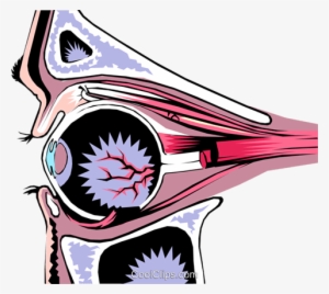 Human Eye Royalty Free Vector Clip Art Illustration - Cornea #2837150