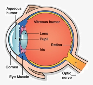 Main Parts Of Human Eye #2837198
