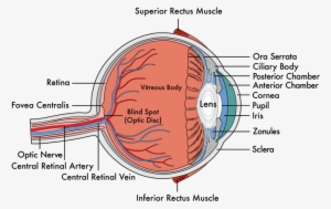 Cataracts Okc Ophthalmologist Okc Eyecare Okc Optical #2837317