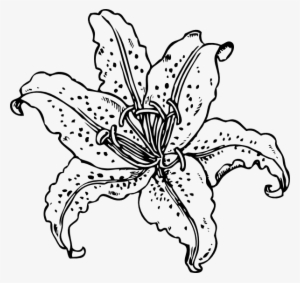 Mountain Lily Illustration Clipart Png For Web - Flower And Plant Coloring Book #2837819