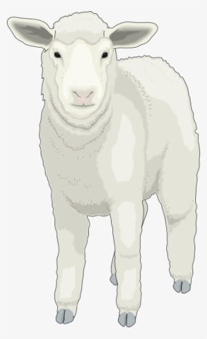 Sheep Clipart Front View - Sheep #2842642