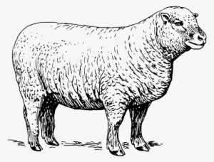 Sheep Clipart Png - Black And White Picture Of Sheep #2842678