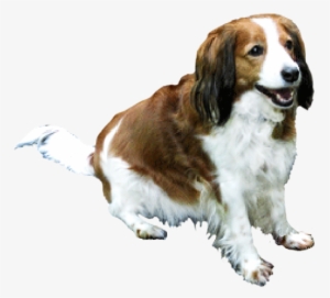 Brown And White Dog - Brown And White Dog Png #2843339