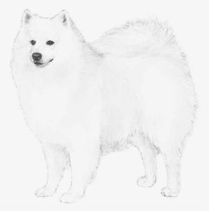 American Eskimo Dog - Miniature American Eskimo Dog Png #2843442