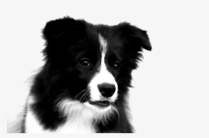 Border Collie Puppies Drawing #2843530