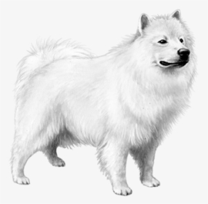 American Eskimo Dog - Dog #2843675