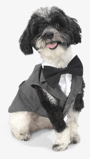 Include Everyone In Your Party - Shih-poo #2843761