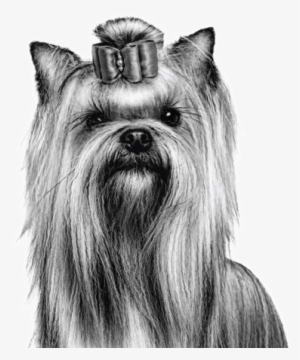 Yorkie Dog - Royal Canin Black And White #2843787