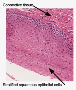 Esophagus Epithelia - Stratified Squamous Epithelium Microscope #2844249