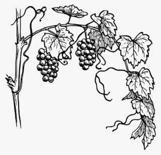 Common Grape Vine Wine Drawing - Grape Vine Clipart #2844616