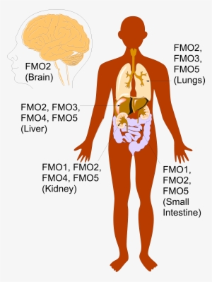 Anatomy Pic Big Labels - Flavin Containing Monooxygenases #2844748