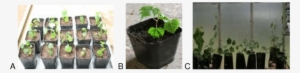 Acclimatization Of The In Vitro Plantlets Of Three - Flowerpot #2844903