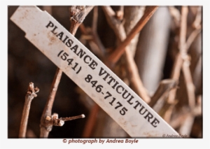Plaisance Ranch Offers Oregon Certified Grape Vines - Plaisance Ranch #2844932