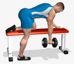 One Arm Dumbbell Row On Flat Bench Involved Muscles - Bench Row #2846322