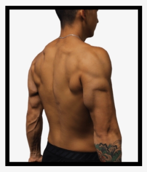 Tricep Anatomy - Tricep #2846542