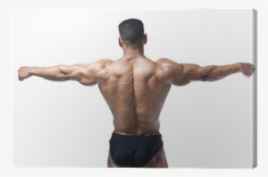Back, Shoulders And Arms Of Muscular Bodybuilder Canvas - Hombre Musculoso De Espalda #2846663