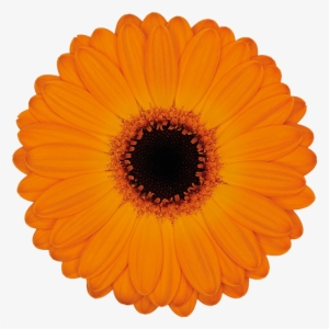 Florist Holland - Hand Fan #2846744