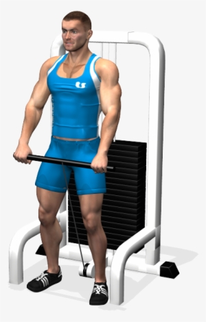 One Arm Front Cable Raise Involved Muscles During The - Alzate Frontali Cavo #2847138
