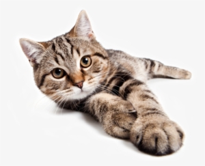 Buy Now Learn More - Купить Чехол На Айфон 6 Плюс Коты #2847915