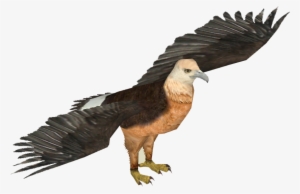 Pallas's Fish Eagle - Zt2 Download Library Owl #2848654