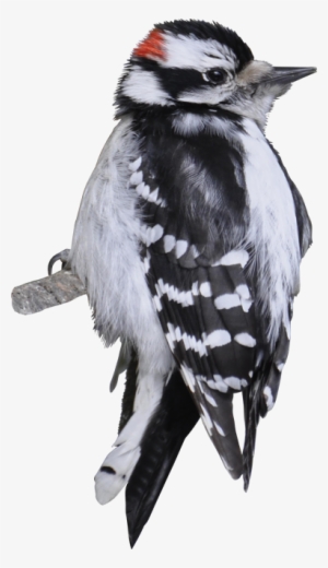 Downy Woodpecker #2848978