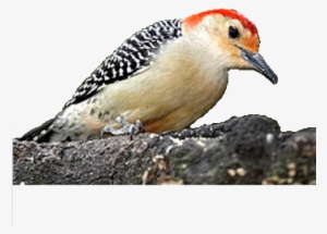Red Bellied Woodpecker Png #2848983