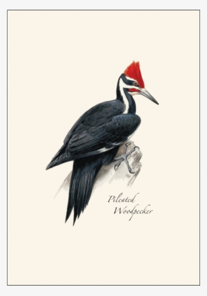 Shopping Cart -  -  #2849002