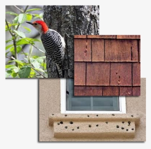 Woodpecker Control Is Seasonal But Can Happen At Different - Michigan Woodpeckers #2849225