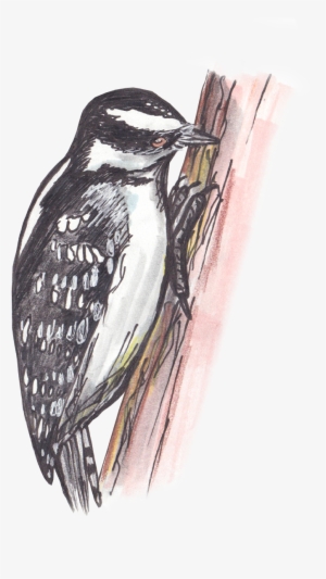 Leuconotopicus #2849278 Leuconotopicus #2849278