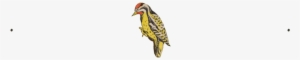 Woodpecker #2849308