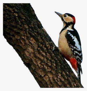 Woodpecker Png #2849435 Woodpecker Png #2849435