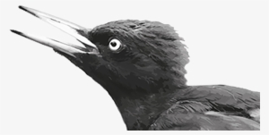 Belted Kingfisher #2849438