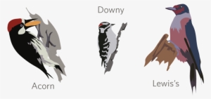 Lewis's Woodpecker Was Discovered On The Lewis And - Leuconotopicus #2849480