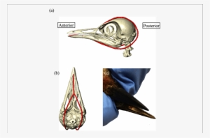Hyoid Apparatus In A Red-bellied Woodpecker, Melanerpes - Red-bellied Woodpecker #2849481