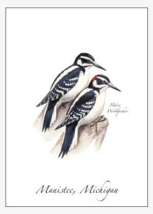 Hairy Woodpecker - Leuconotopicus #2849529