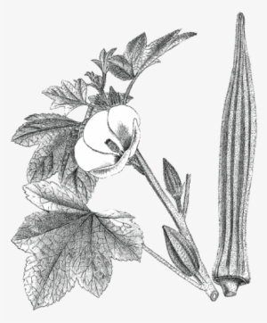 Louisiana 16" Long Pod - Hibiscus Esculentus L Illustration #2849671