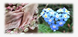 With Cakes, Home-made Of Course, Meet Old And New Friends - Alpine Forget-me-not #2850238