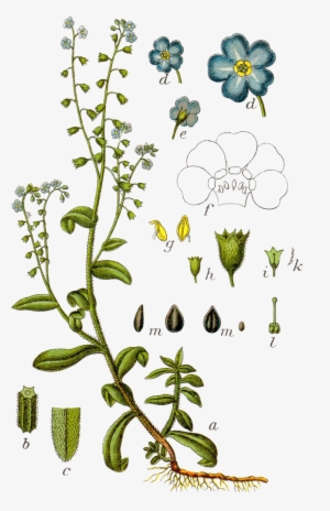 Forget Me Nots Myosotis Scorpioides #2850366